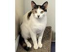 April, Domestic Shorthair For Adoption In Larchmont, New York