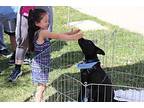 Adorable Zin ***rescue Center***, Labrador Retriever For Adoption In Littleton