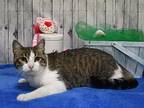 Pinky, Domestic Shorthair For Adoption In Roanoke, Texas