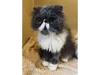 Phillip, Persian For Adoption In Jackson, New Jersey