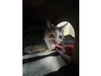 Isabelle, Domestic Shorthair For Adoption In Surrey, British Columbia