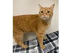 Mikey, Domestic Shorthair For Adoption In Parlier, California