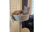 Arnie, Domestic Shorthair For Adoption In Parlier, California