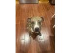 Molly (courtesy Post), American Pit Bull Terrier For Adoption In Zebulon