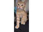 Creamsicle, Domestic Shorthair For Adoption In Barrie, Ontario
