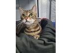 Theo, Domestic Shorthair For Adoption In Barrie, Ontario