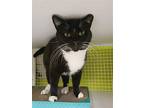 Hooper (big Black And White Tux), Domestic Shorthair For Adoption In Lewistown