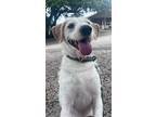 Bellamy, Terrier (unknown Type, Medium) For Adoption In Royse City, Texas
