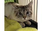 Eve, Domestic Shorthair For Adoption In Gillette, Wyoming