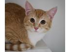 Ragner, Domestic Shorthair For Adoption In Scottsdale, Arizona