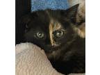 Reese, Domestic Shorthair For Adoption In Seattle, Washington