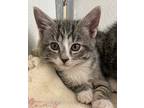 Alba, Domestic Shorthair For Adoption In Gillette, Wyoming