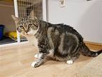 Marble *** Available For Adoption***, Domestic Shorthair For Adoption In St.