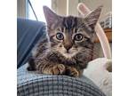 Hawthorn, Domestic Shorthair For Adoption In Bardstown, Kentucky