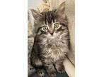 Smokey, Domestic Shorthair For Adoption In Gillette, Wyoming
