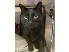Lucifer, Domestic Shorthair For Adoption In Vancouver, Washington
