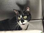 Lily, Domestic Shorthair For Adoption In Vancouver, Washington