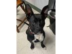 Brutus, Boston Terrier For Adoption In Maysville, Kentucky