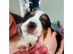 Miniature Australian Shepherd Puppy for sale in Plymouth, MA, USA