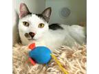 Raichu, Domestic Shorthair For Adoption In Woodinville, Washington