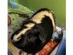 Dictionary (bonded With Synonym And Thesaurus), Guinea Pig For Adoption In