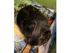 Thesaurus (bonded With Synonym And Dictionary), Guinea Pig For Adoption In