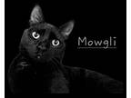 Mowgli #brother-of-bagheera, Bombay For Adoption In Houston, Texas