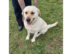 Brodie, Curly-coated Retriever For Adoption In Larned, Kansas