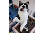James, Domestic Shorthair For Adoption In Lakewood, Colorado