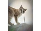 Enzo, Domestic Shorthair For Adoption In Lakewood, Colorado