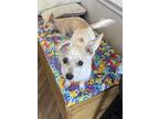 Edna, Jack Russell Terrier For Adoption In Richardson, Texas