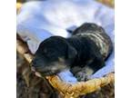 Mutt Puppy for sale in Spokane, WA, USA