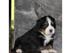 Bernese Mountain Dog Puppy for sale in Blaine, MN, USA