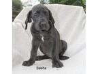 Great Dane Puppy for sale in Blaine, MN, USA