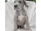 Great Dane Puppy for sale in Blaine, MN, USA