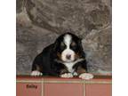 Bernese Mountain Dog Puppy for sale in Blaine, MN, USA