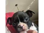 Boston Terrier Puppy for sale in Tuscaloosa, AL, USA