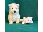 West Highland White Terrier Puppy for sale in Hammonton, NJ, USA