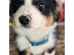 Australian Shepherd Puppy for sale in Reynoldsville, PA, USA