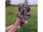 Labradoodle Puppy for sale in Keysville, GA, USA