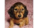 Dachshund Puppy for sale in Lancaster, SC, USA