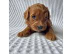 Cavapoo Puppy for sale in Lakeville, OH, USA