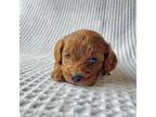 Cavapoo Puppy for sale in Lakeville, OH, USA