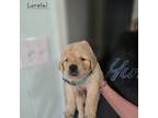 Golden Retriever Puppy for sale in Montgomery, AL, USA