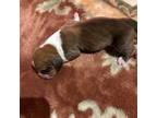 Basset Hound Puppy for sale in Lynchburg, VA, USA