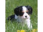 Cavalier King Charles Spaniel Puppy for sale in Lansing, MI, USA