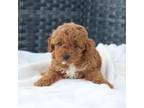 Cavapoo Puppy for sale in Neosho, MO, USA