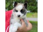 Mutt Puppy for sale in Saint Paul, MN, USA