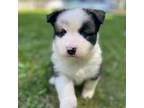 Mutt Puppy for sale in Saint Paul, MN, USA