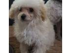 Poodle (Toy) Puppy for sale in Pawnee, OK, USA